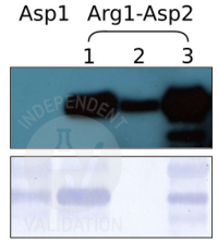 RD | N-terminal arginylation in the group Antibodies Plant/Algal / DNA/RNA/Cell Cycle / Translation at Agrisera AB (Antibodies for research) (AS15 3050A)